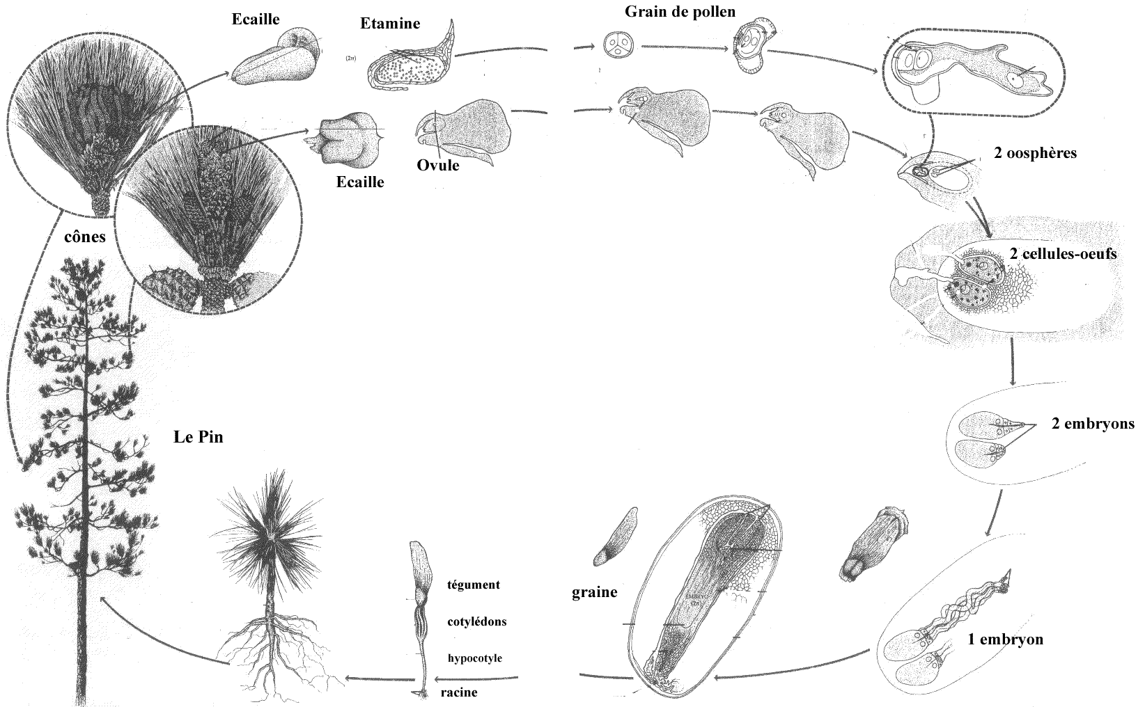 graine de gymnospermes